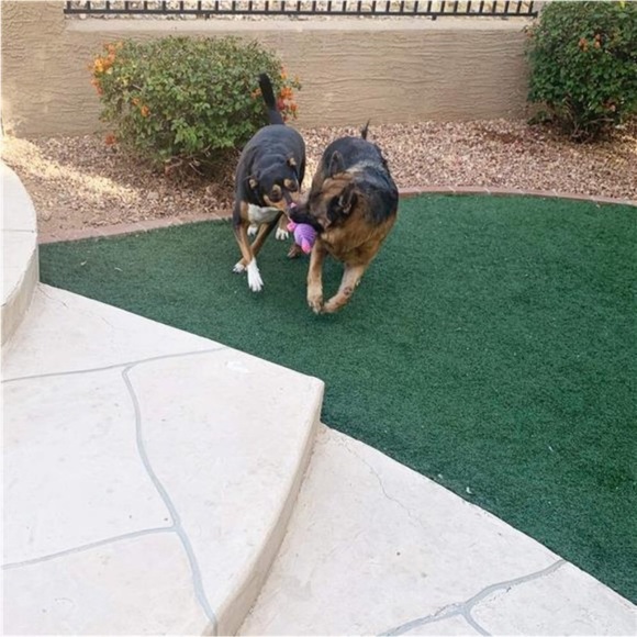 5 Pack Plush Toys Assortment Value Bundle Puppy Pet Mutt Squeak Toy for Dogs - Picture 6 of 6